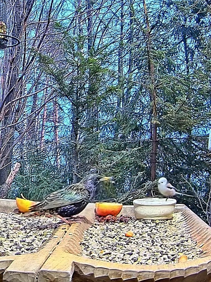 livebirdspoland_ac0a25a729d6d611daf56f15d0219d8d.jpg
