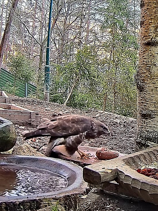 livebirdspoland_eac14f6691808897a6df7e188d51d21e.jpg