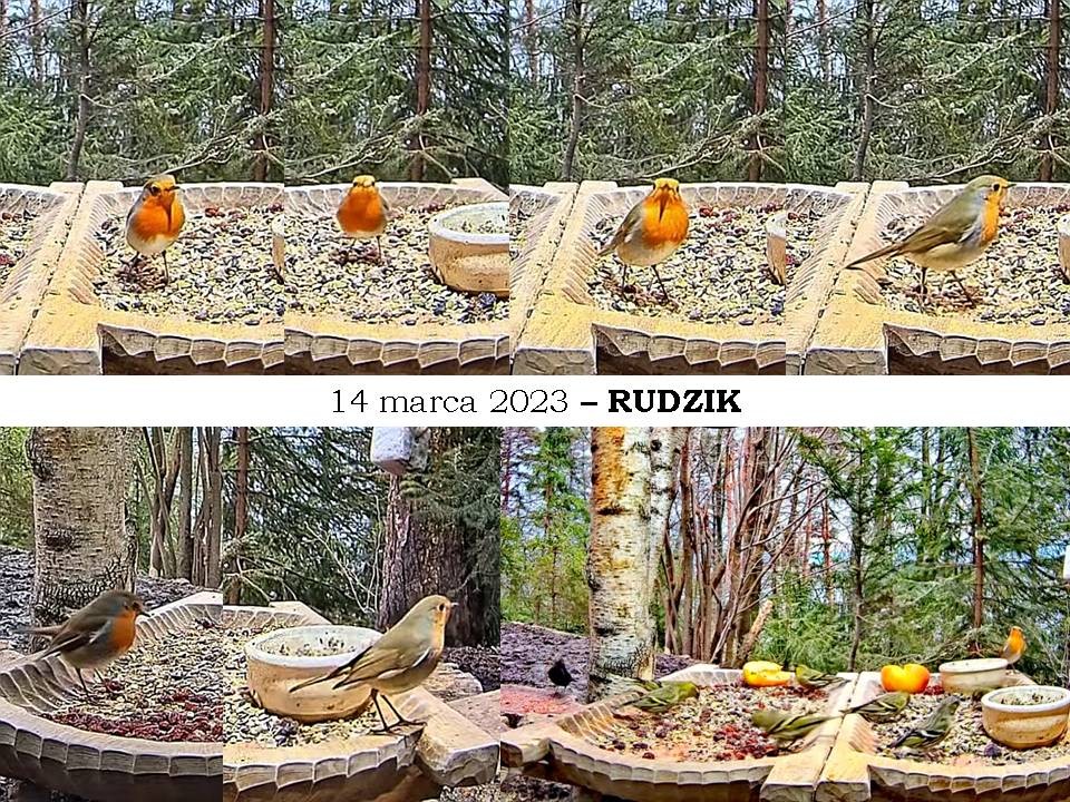 livebirdspoland_ea3a1fe35fde97ef2a5f78cc05d91dcb.jpg
