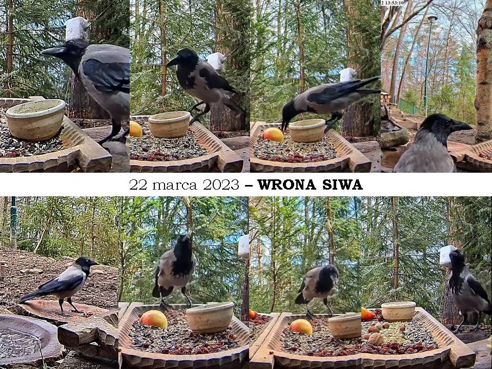 livebirdspoland_00f652f9e3b1fa9e79db4a8fd58460bf.jpg