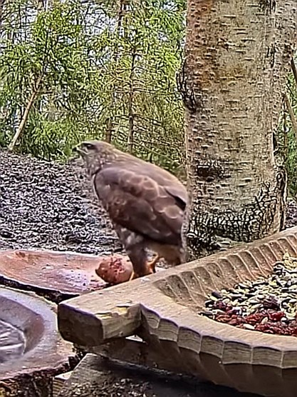 livebirdspoland_6efcbf2f9de7110b01351af608a8a575.jpg