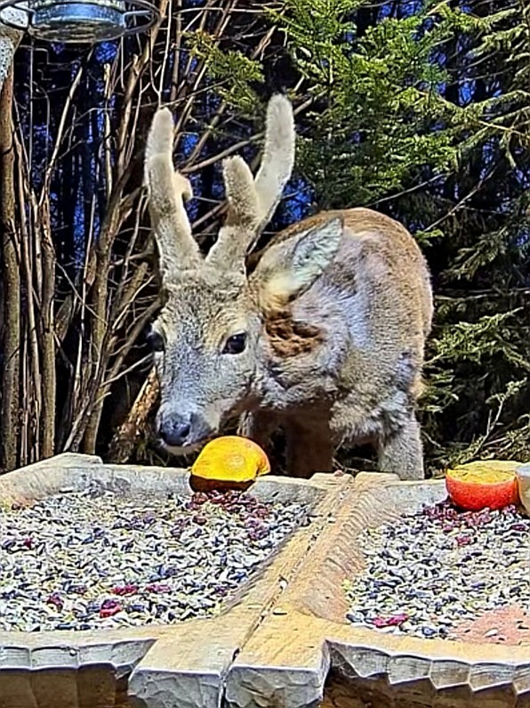 livebirdspoland_29d845e39459e47c8f7627cf11dd8269.jpg