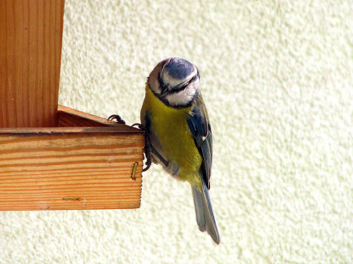 livebirdspoland_2ded19748fb8e0b1f3e7de3a9444a03f.jpg