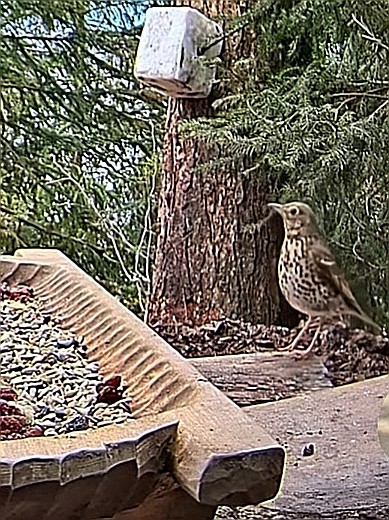 livebirdspoland_24c5048dddbcf27de458a01ab1ad1f5e.jpg
