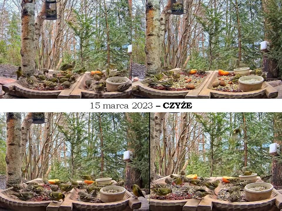 livebirdspoland_fe043caea2e231e2281946ce0ea4ab8a.jpg
