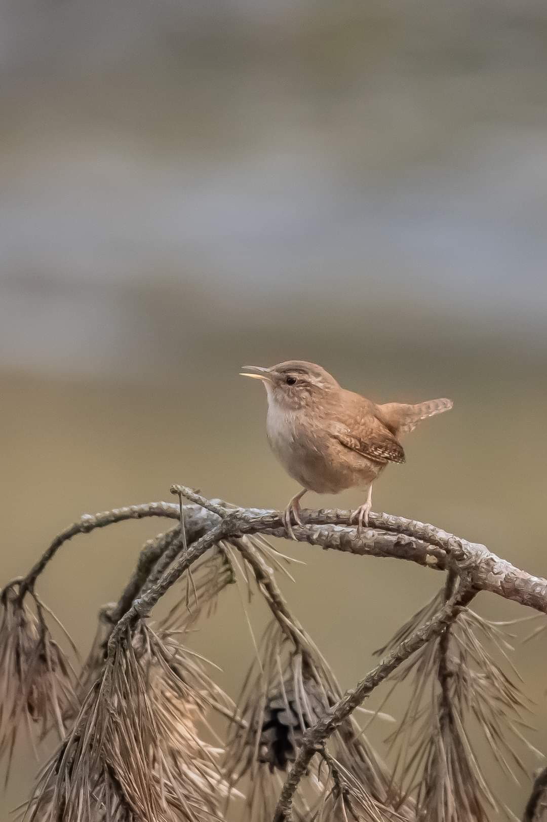 livebirdspoland_86bce3a81471b5116ab3f280f63b5e1f.jpg