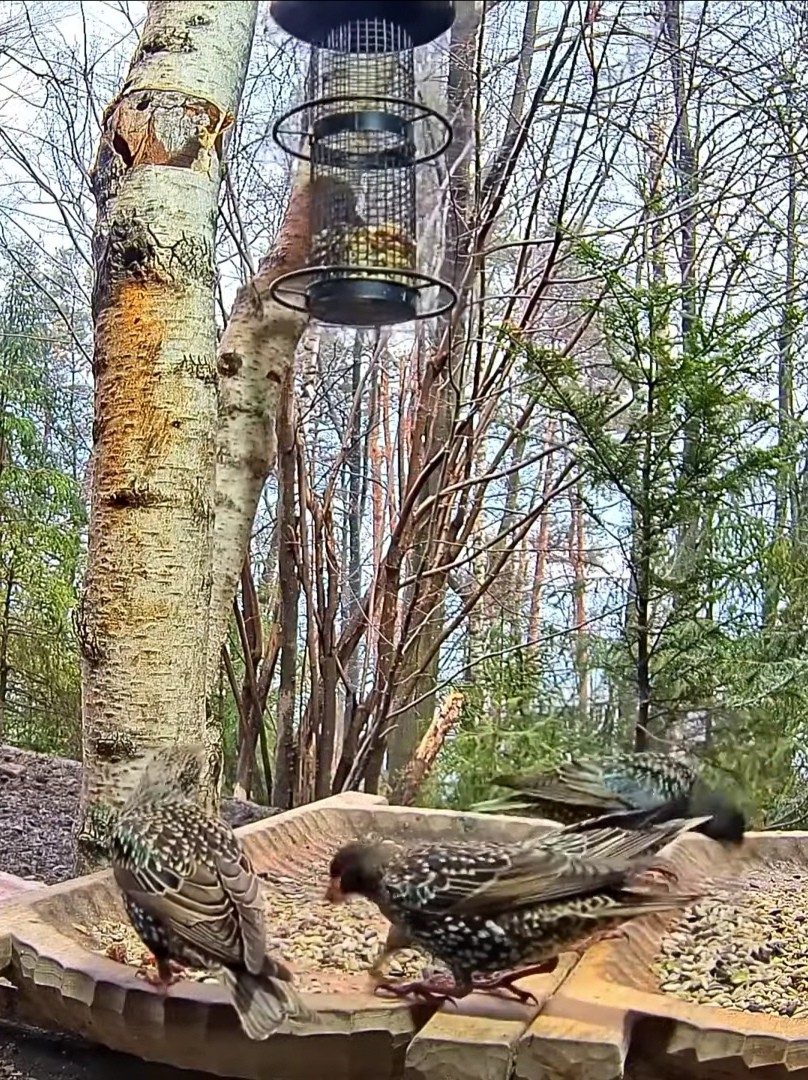 livebirdspoland_e25572ca9952cf84092ecdec47a8f22f.jpg