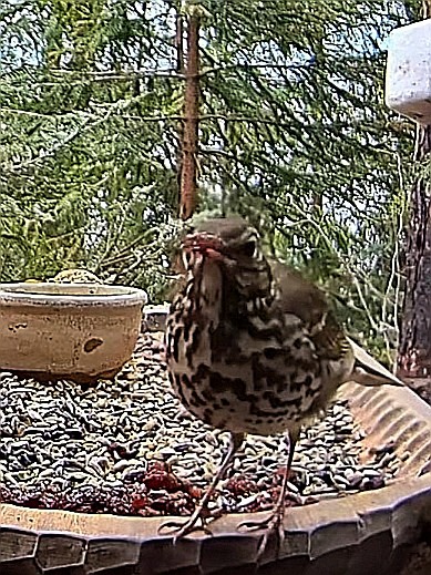 livebirdspoland_b5cae0ca541b8781148eed0d03aefa1e.jpg