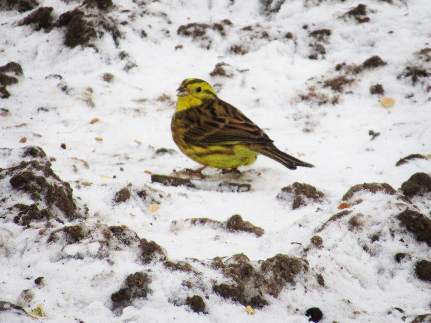 livebirdspoland_4622383b2e7b0f3d921471ac8b991597.jpg