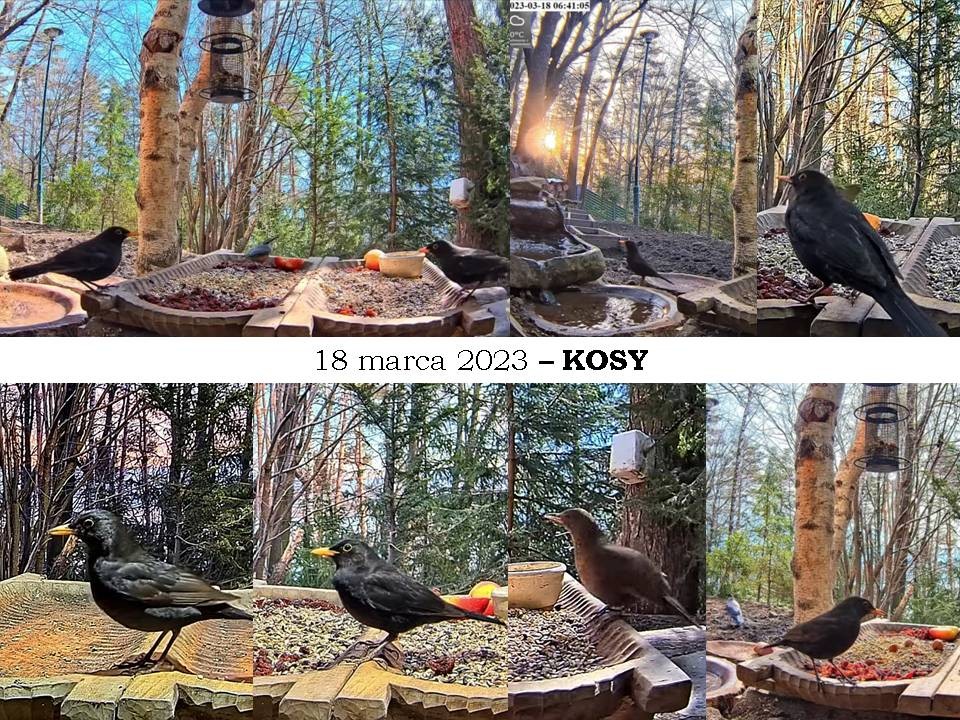 livebirdspoland_a66411db5e752245cc334d4f9df60190.jpg