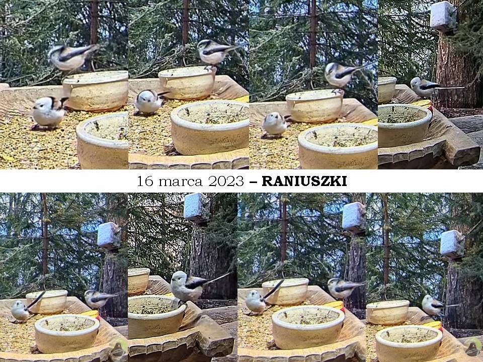 livebirdspoland_a0f2282d89400875f7ef5f274c8e5649.jpg