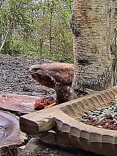 livebirdspoland_cdd53ef164af22598804d15634ff643d.jpg