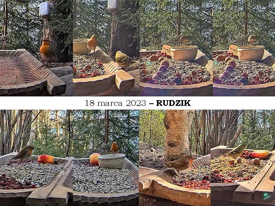 livebirdspoland_85520e2d39d88f8d33eca566abb9ee46.jpg