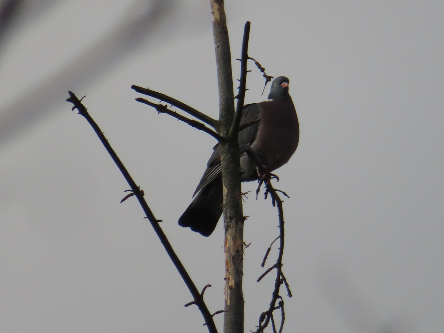 livebirdspoland_331659a8414775e4ad69ce9c3da6e834.jpg