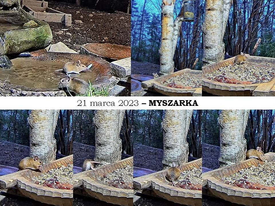 livebirdspoland_d115ad090e38d1724bc2a48b462780b9.jpg