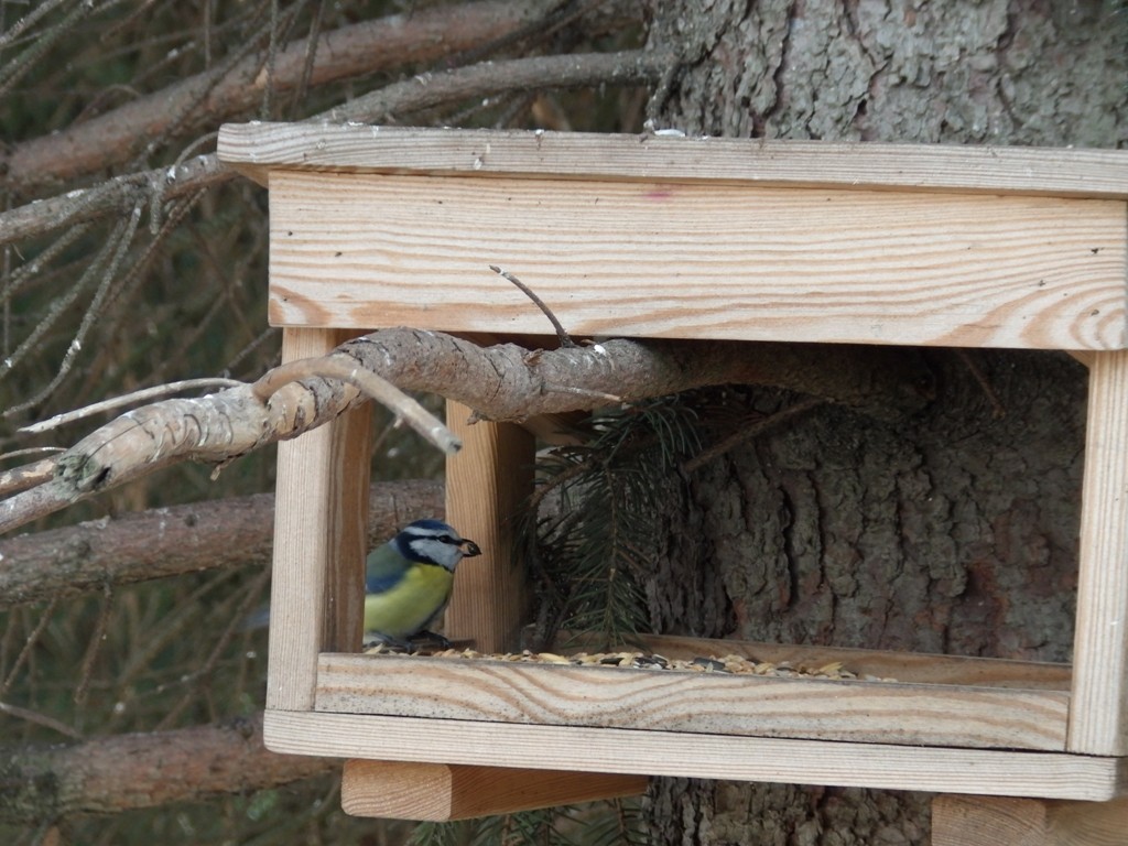 livebirdspoland_0fcc4cbb483720864970fb497e61528a.jpg