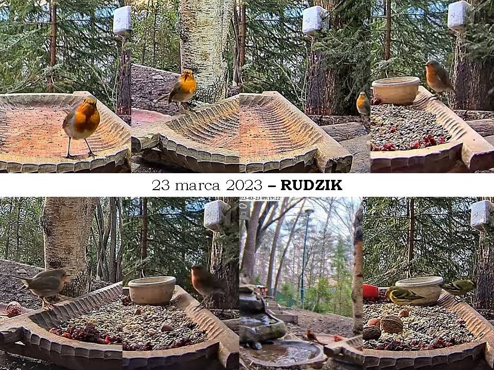 livebirdspoland_f5b20bb014a3bb65d8eb2e784a32a413.jpg