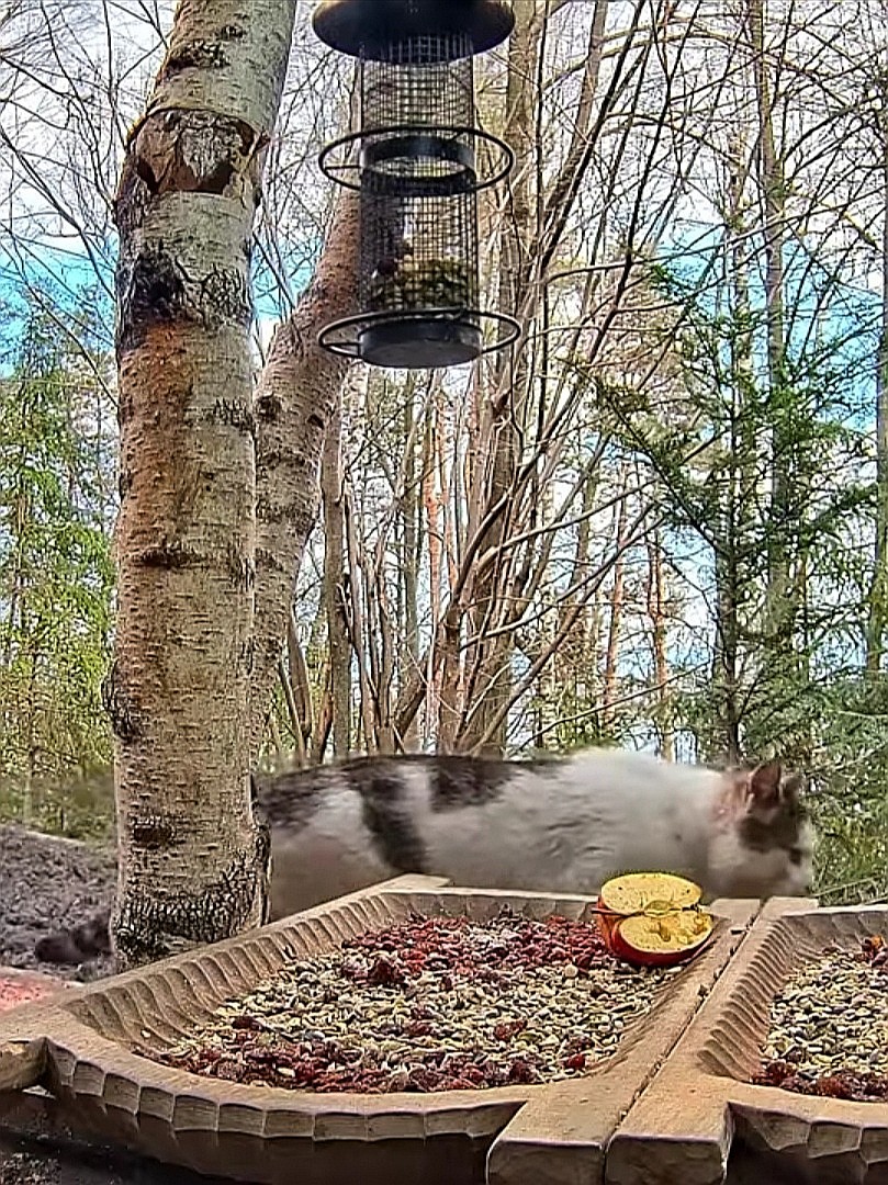livebirdspoland_1af8ebf98c078530959123709517877a.jpg