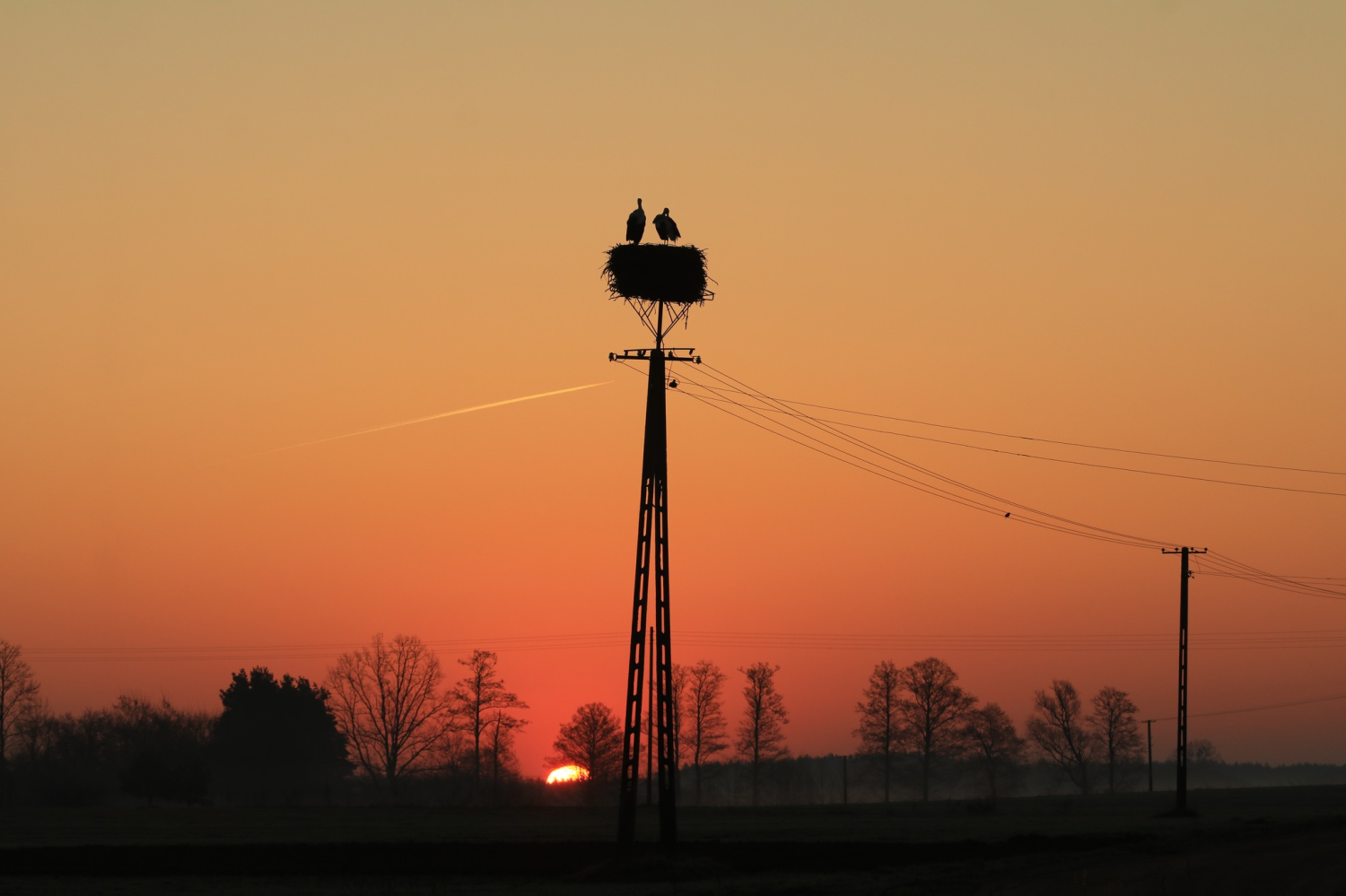 livebirdspoland_2d901d79524cf5f3cffbb42436c573f8.png