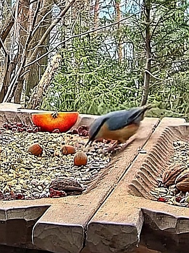 livebirdspoland_3b3da38ba2185a739b7e2aff261835cd.jpg