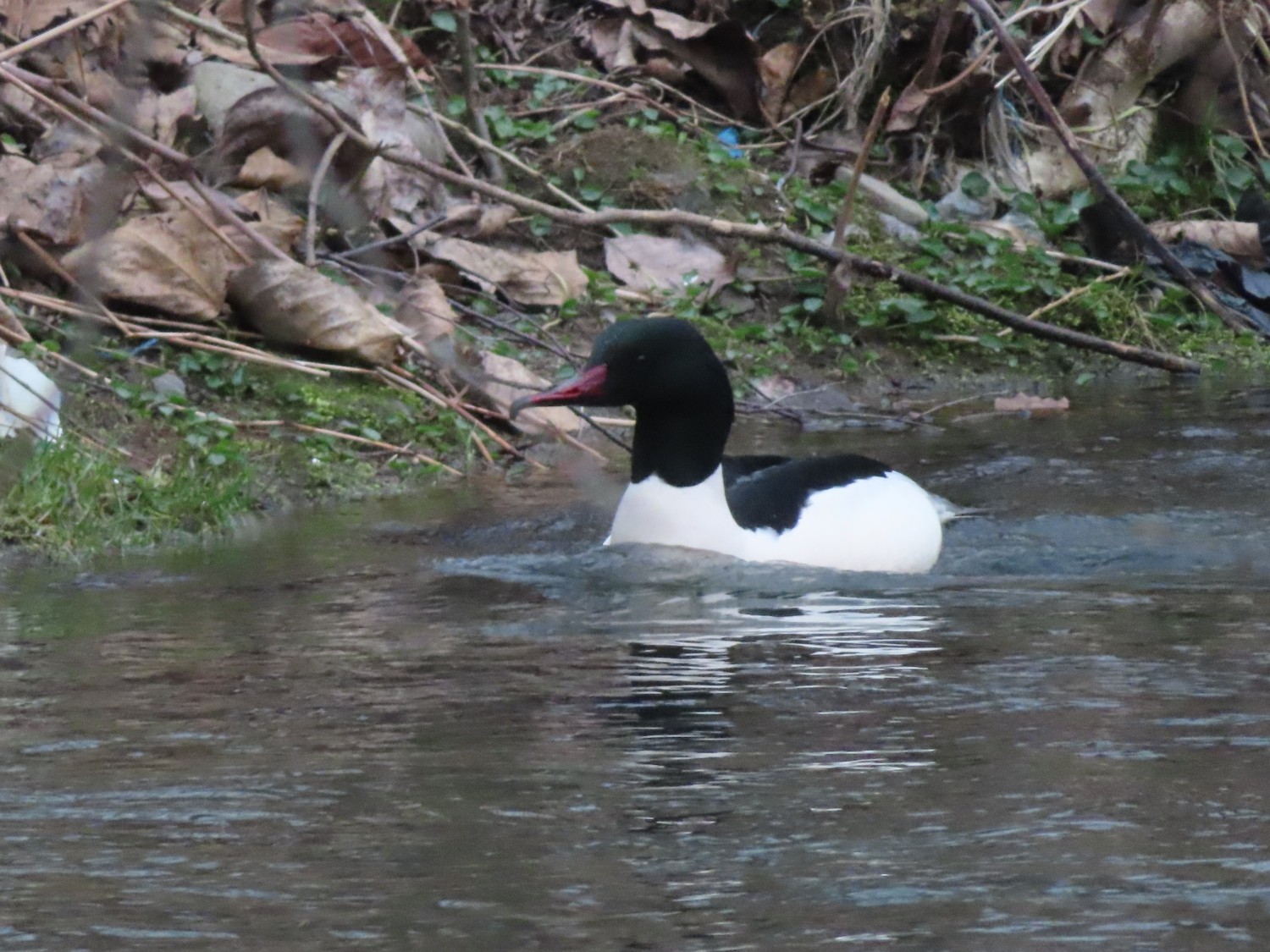 livebirdspoland_7965a57ac283c312b416ef6fe366c842.jpg