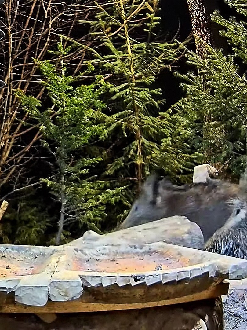 livebirdspoland_86b515296b90aa365b2df40ecaa2a86d.jpg