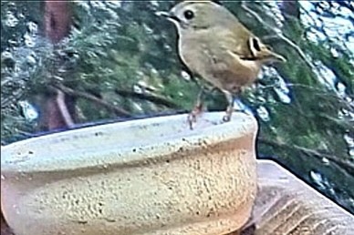 livebirdspoland_0ccd71b26ac7ab6884538819048c7934.jpg
