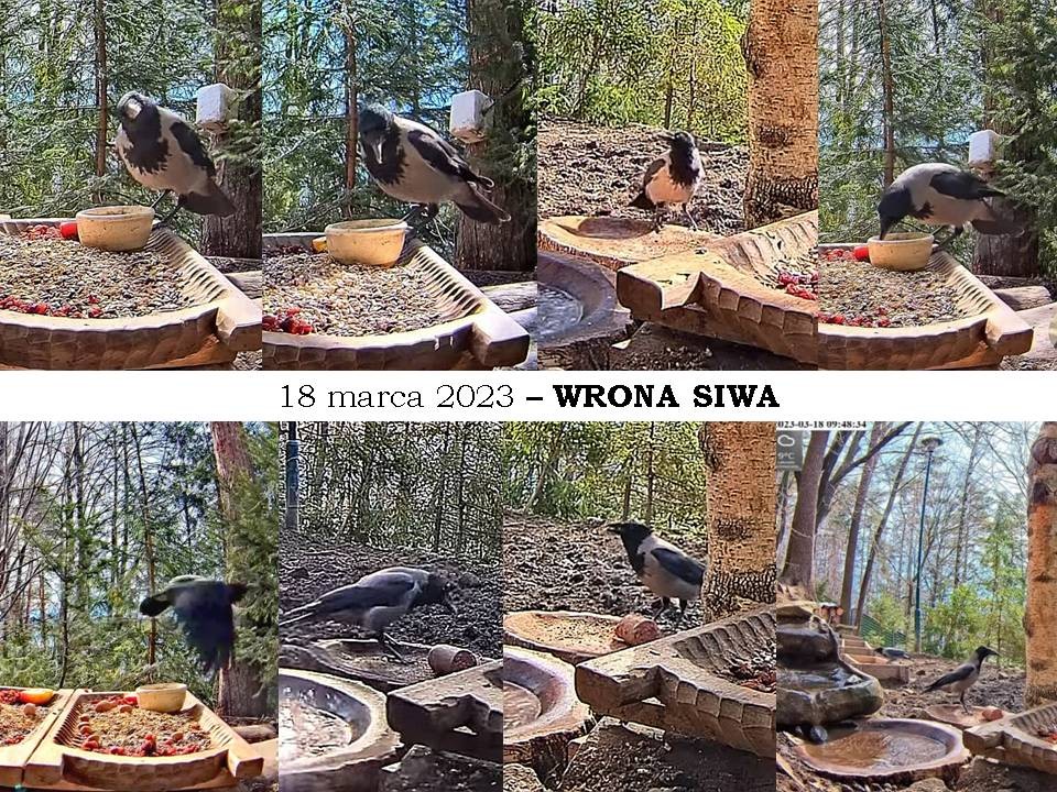 livebirdspoland_2dd18603e5d51a751c824e526e62c9de.jpg