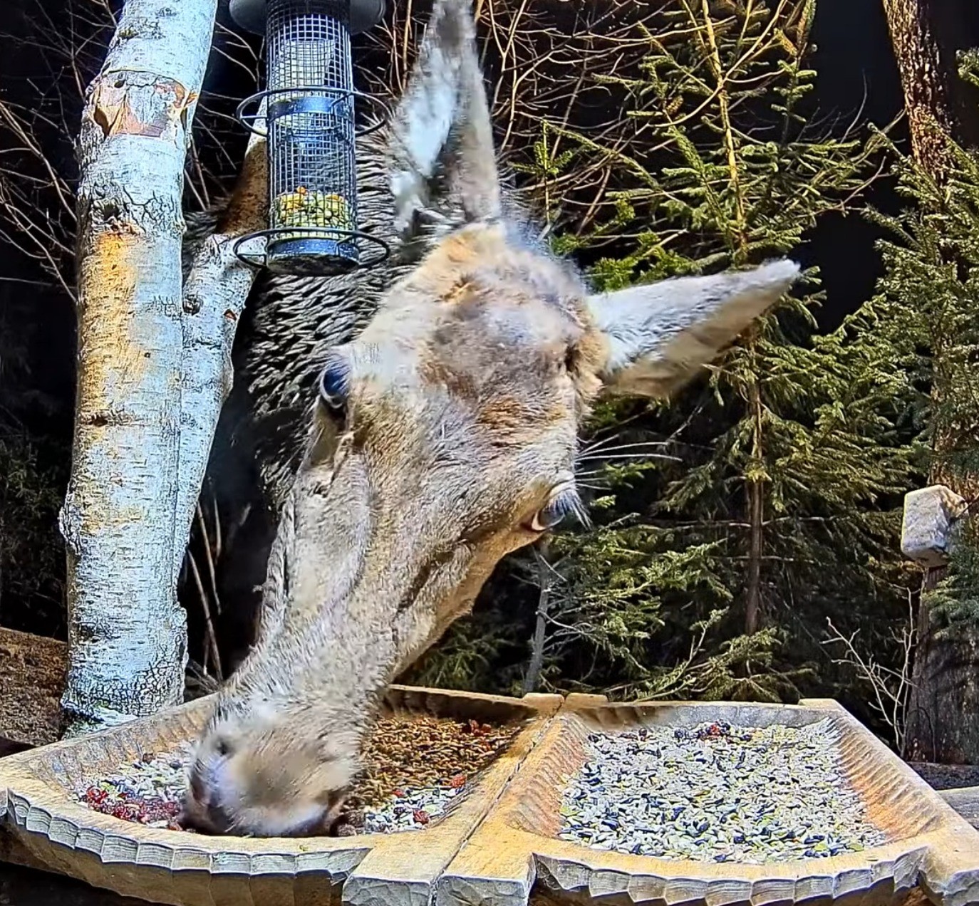 livebirdspoland_dfd80866471ba06f8faa6f6f546ab133.jpg