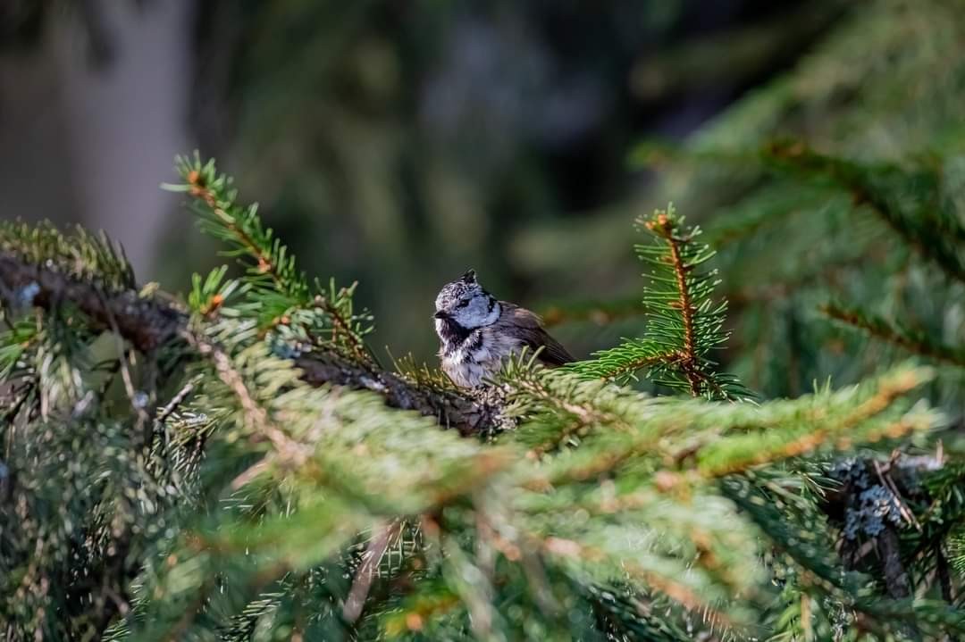 livebirdspoland_4bc9a4d4b70e1fc87dfd42e4750b819b.jpg