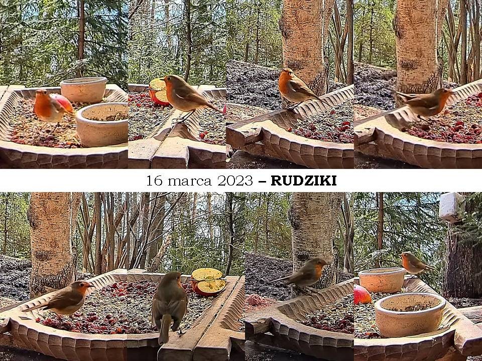livebirdspoland_6114b36c39e14716556820503c865304.jpg