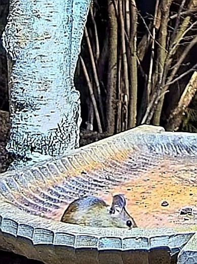 livebirdspoland_5bf13968b1c1c45b7a59a0b7231fe186.jpg