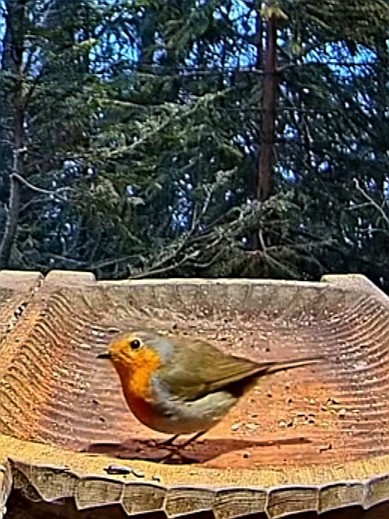 livebirdspoland_d7cf2c9718359ef1051a7fc77f669d0f.jpg