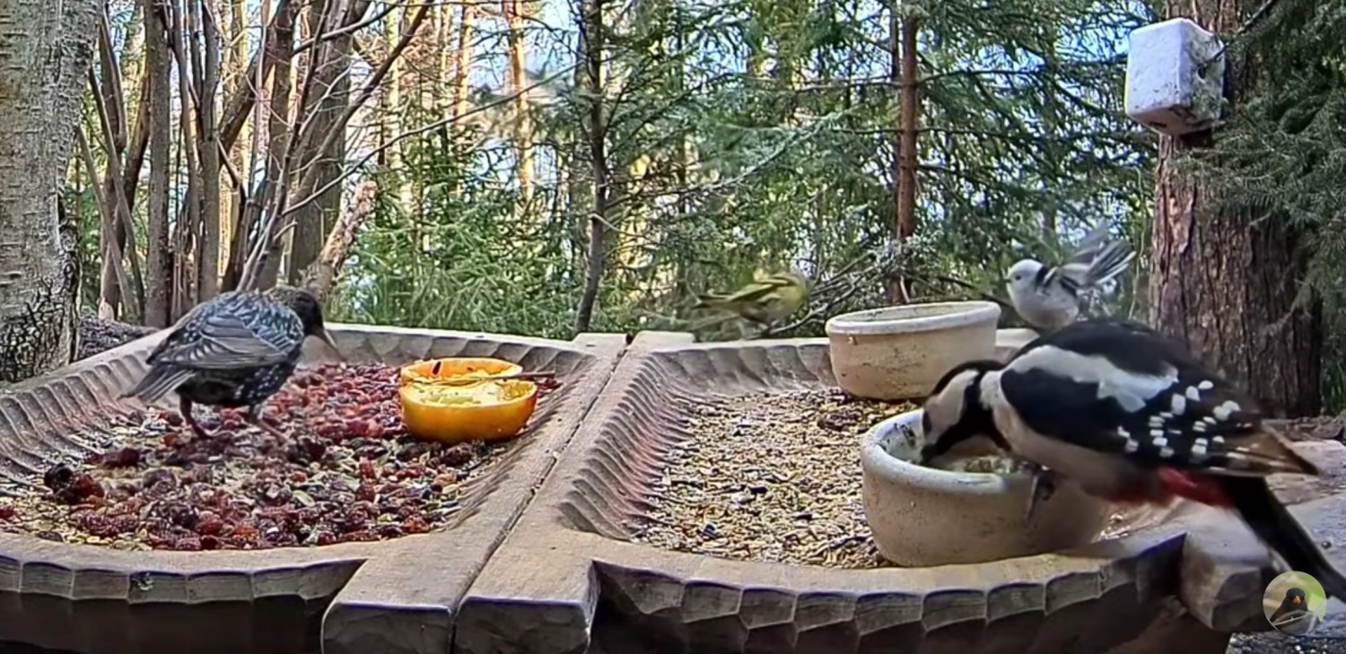 livebirdspoland_50e529007064a076bfa37a716ada56cf.jpg