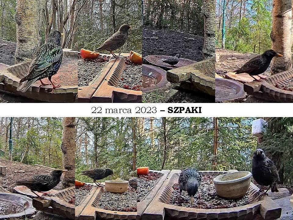 livebirdspoland_e25e4417d0db29ee70a821bf722c190f.jpg