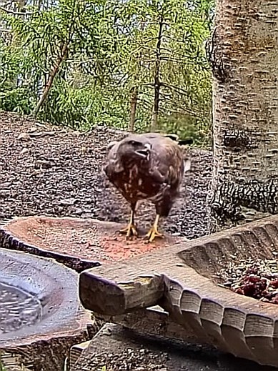 livebirdspoland_a9d14b459415a0d923fad8275d0982ff.jpg