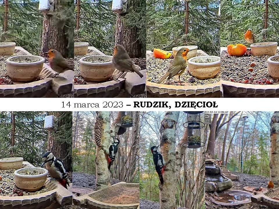 livebirdspoland_203763432deb2bfef493a9fdbae8eae9.jpg