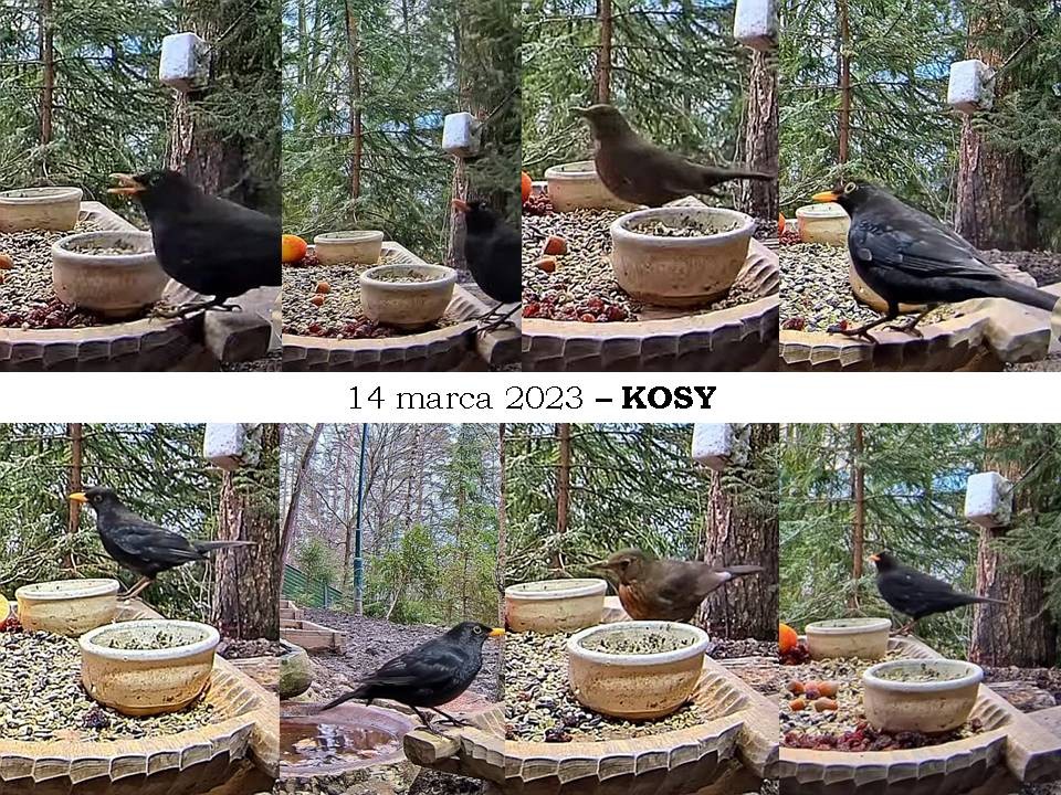 livebirdspoland_d62b11826d9f53f0668fed1ddbd45e6d.jpg