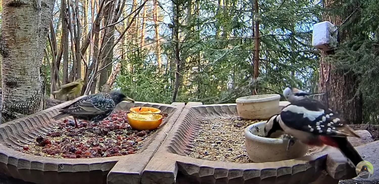 livebirdspoland_5ba8209363b011564bba4bc79ef31c12.jpg