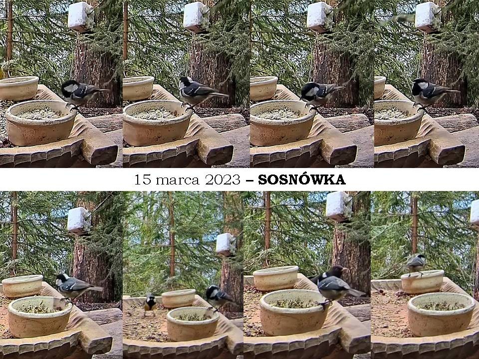 livebirdspoland_0b4c238ff512497b10bbcc2e0b315b13.jpg