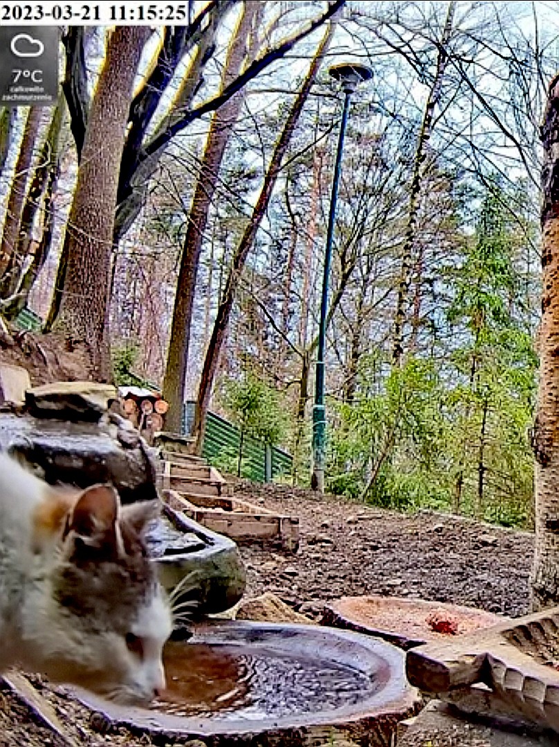 livebirdspoland_6bc27257ae77ba36ef5320f560041286.jpg