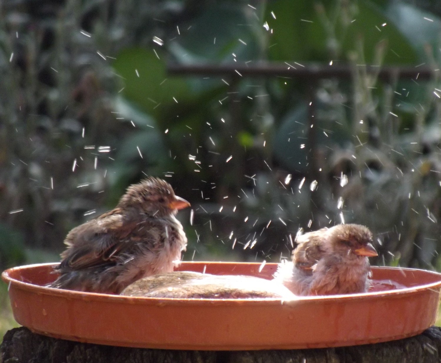 livebirdspoland_7392d2d3abdc4952e46f6028a3913e60.jpg