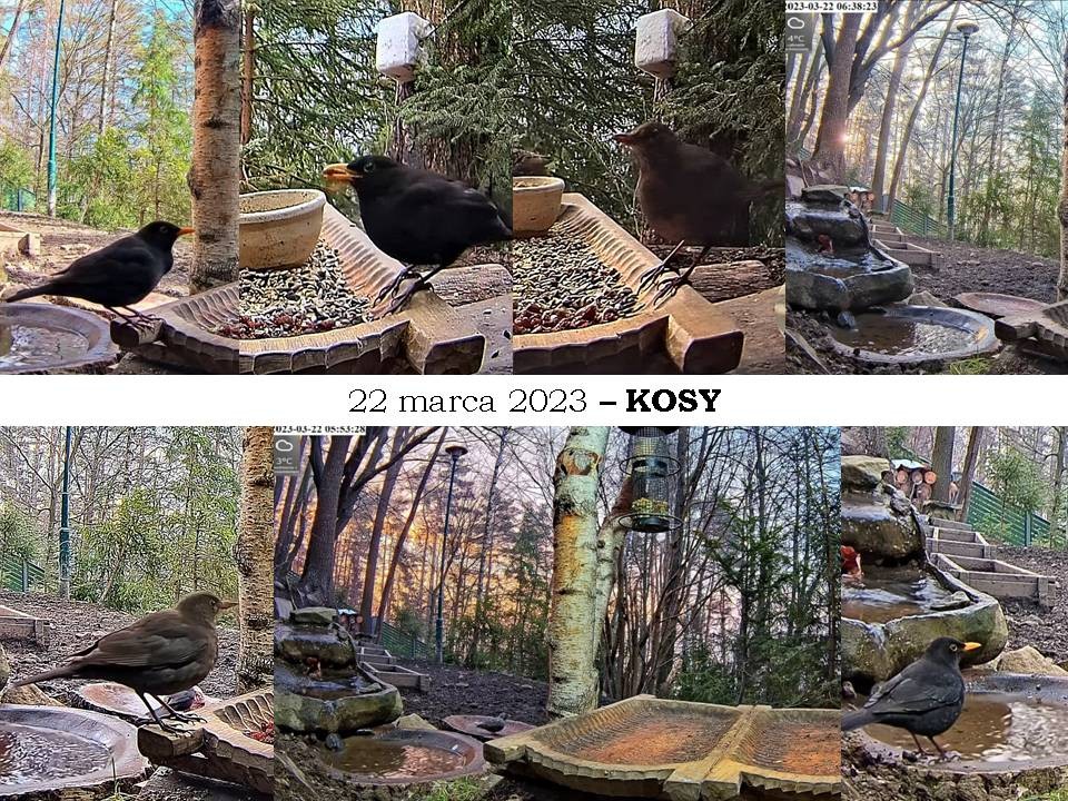 livebirdspoland_b04af570118fbdb81063d9a93cc72b8a.jpg