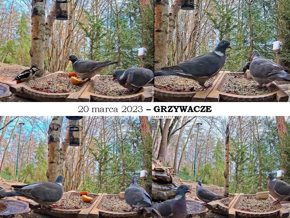 livebirdspoland_cc9f7b66055308d4b130252199f5afb7.jpg