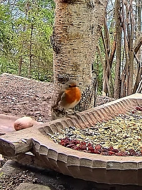livebirdspoland_6bd8de5cdc54d22ab78d0496da7a6d55.jpg
