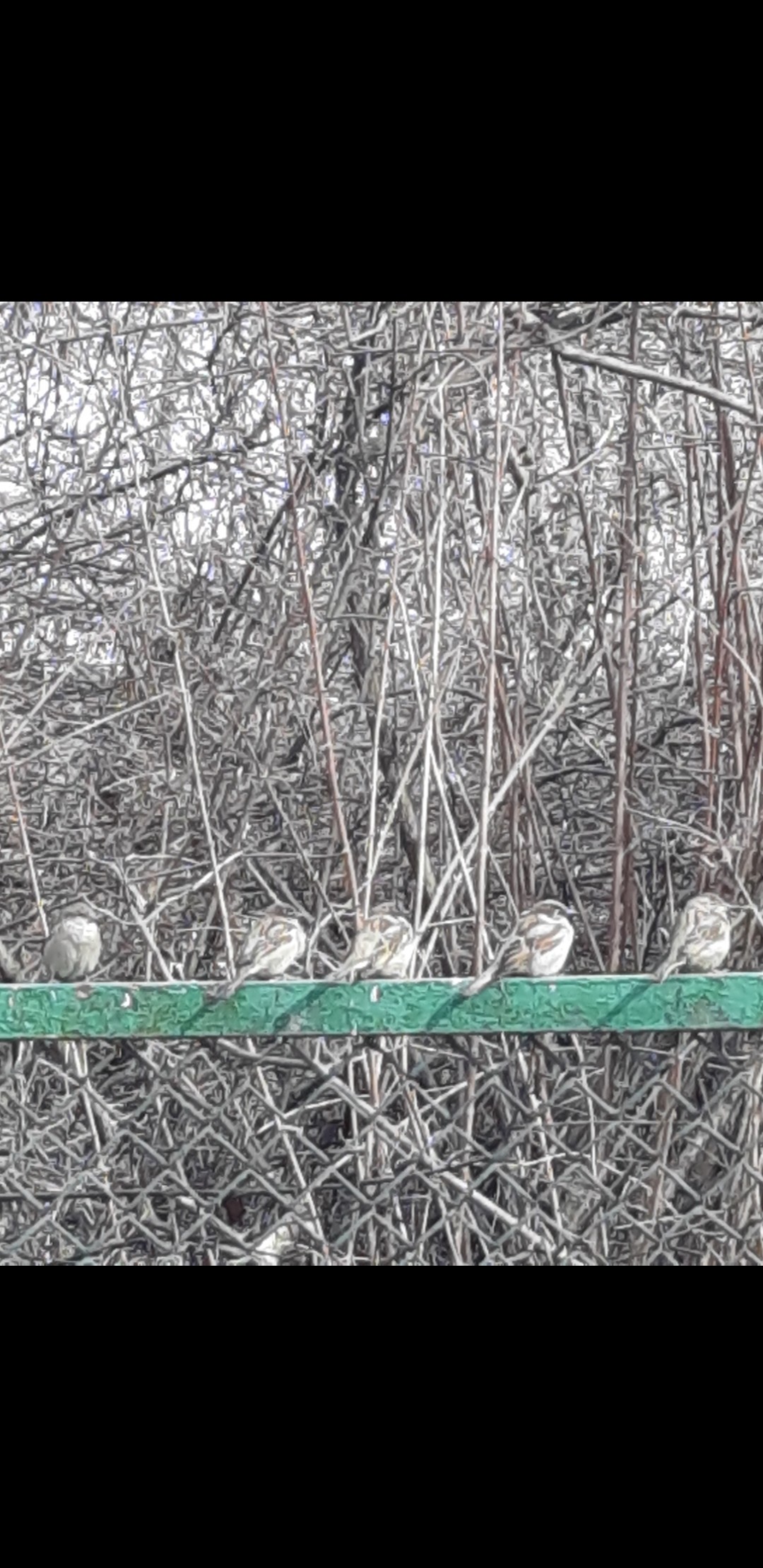 livebirdspoland_6053bac5e2a205ab54722ae21aa8cb7b.jpg