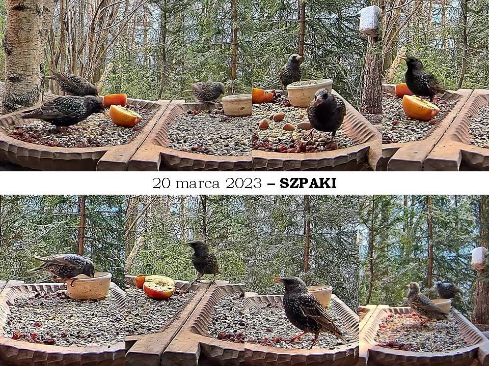 livebirdspoland_01c3a088a7ca1bf7d16b88368c4dfb78.jpg