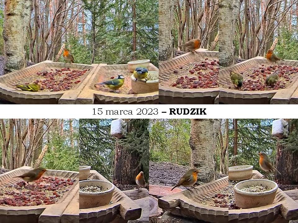livebirdspoland_4119942e3efe56c9dbf016b0e1281bd8.jpg