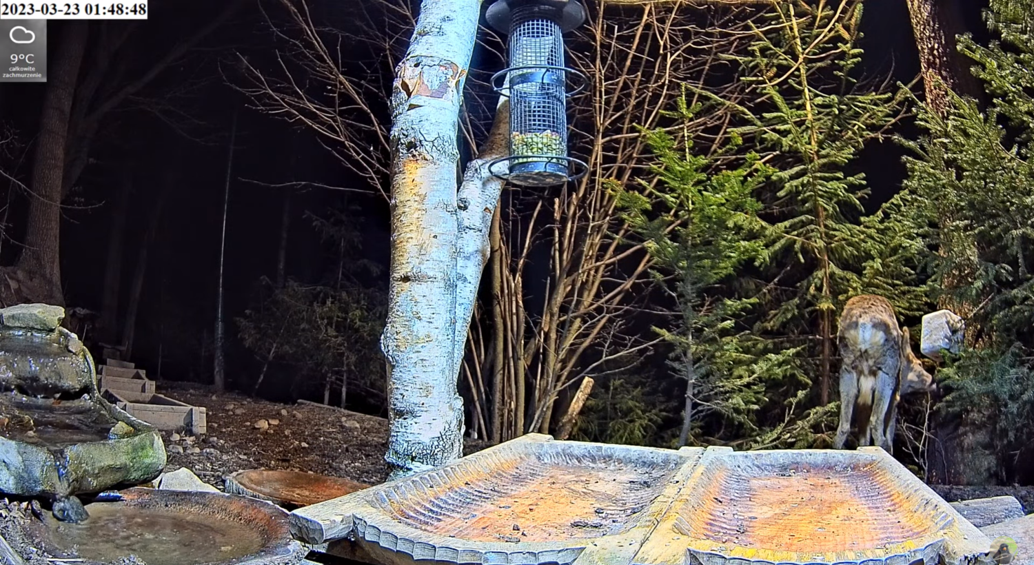 livebirdspoland_66b62bd7caa10d9474e786aa95a18908.png