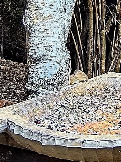 livebirdspoland_2b922a0c6ecb9d25b4d16e39b4029d4f.jpg